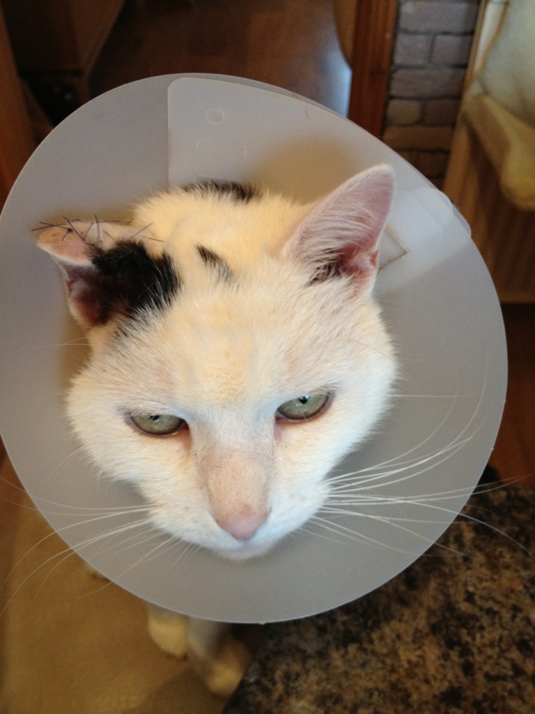 A very depressed cat. How can I get over to him that the stitches come out on Tuesday?