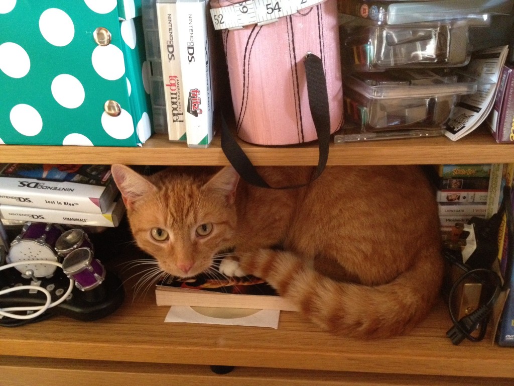 Cat in a cupboard.