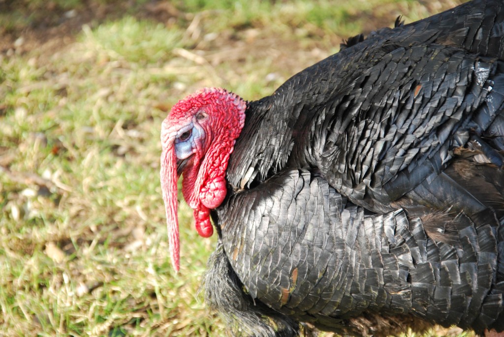 I took a load of pics yesterday at @CannonHallFarm. Some good, some not so good. This one was real turkey.