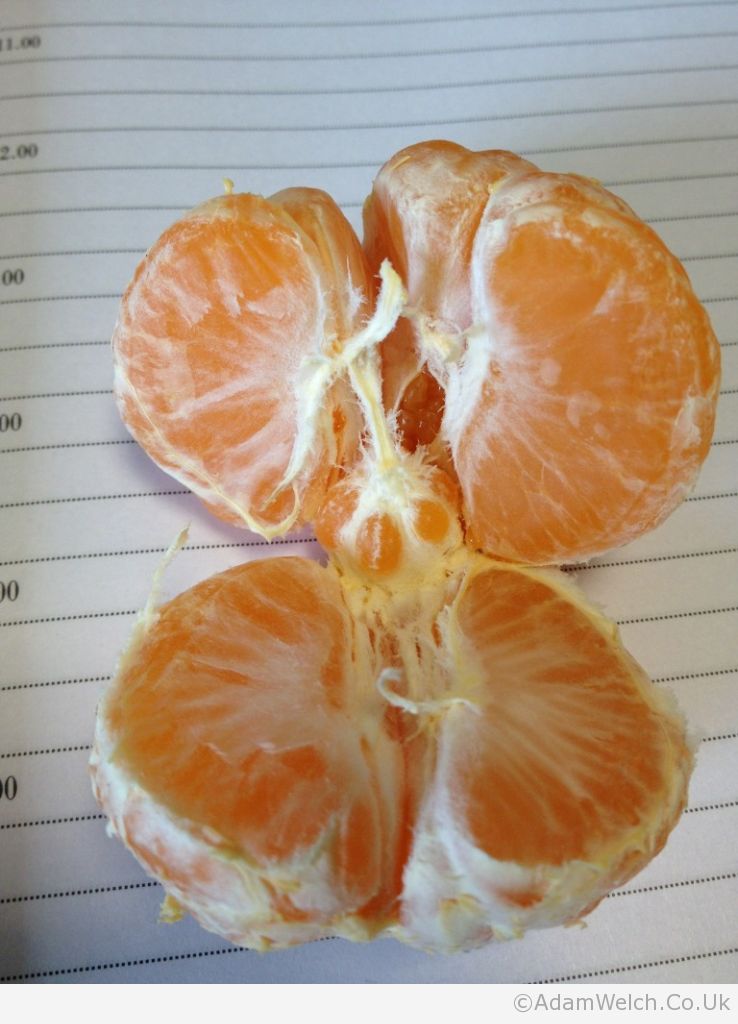 My satsuma is having a baby.