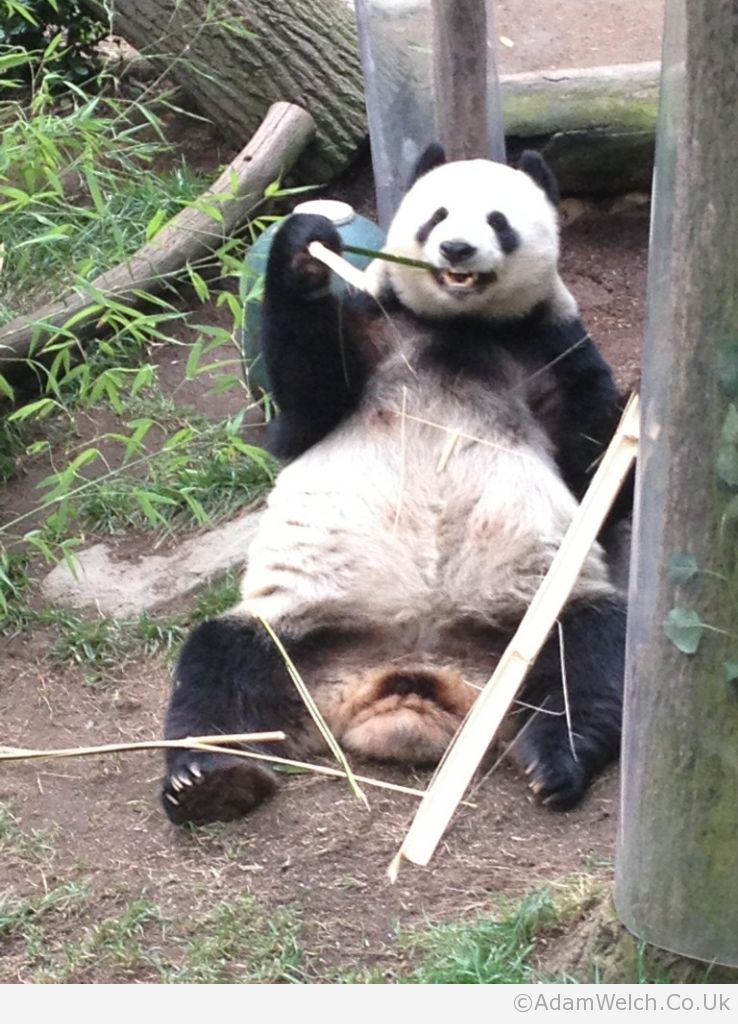 This panda genuinely seemed quite happy at @SanDiegoZoo. Gave birth last year too.