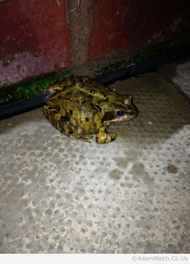 Came home to find this little fella on the back step. He's toddled off now.