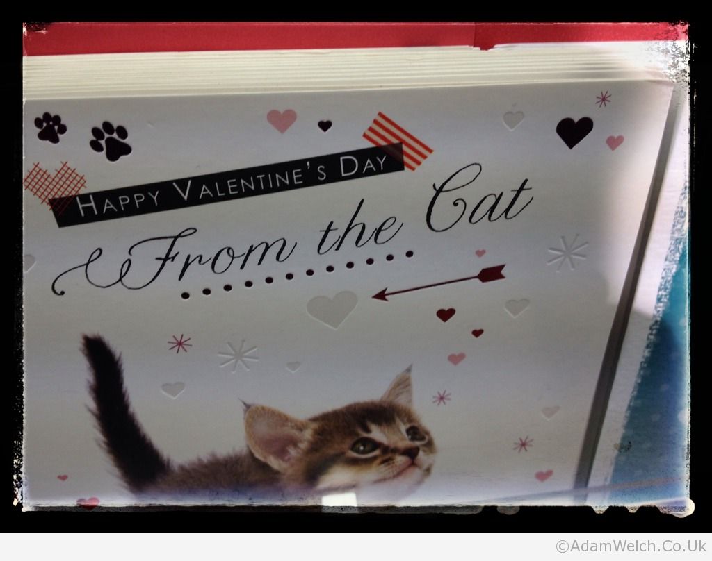 Happy Valentine's Day... from the Cat.