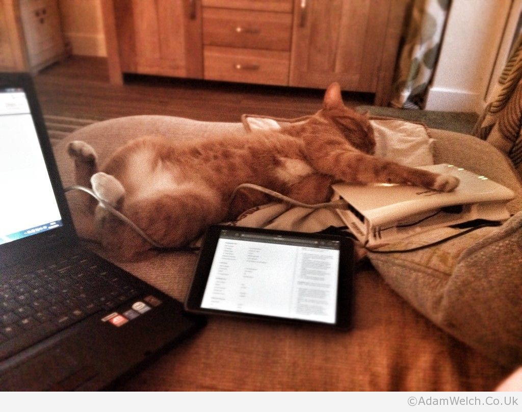 Geek Cat.