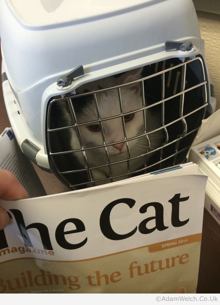 Poor Willow. He's not in the mood for reading the vets waiting room magazines.