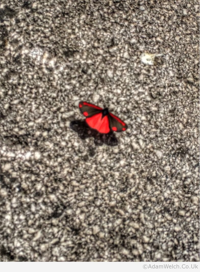 A pretty little butterfly just wondered past on route to some flowers. Anyone know what it is?