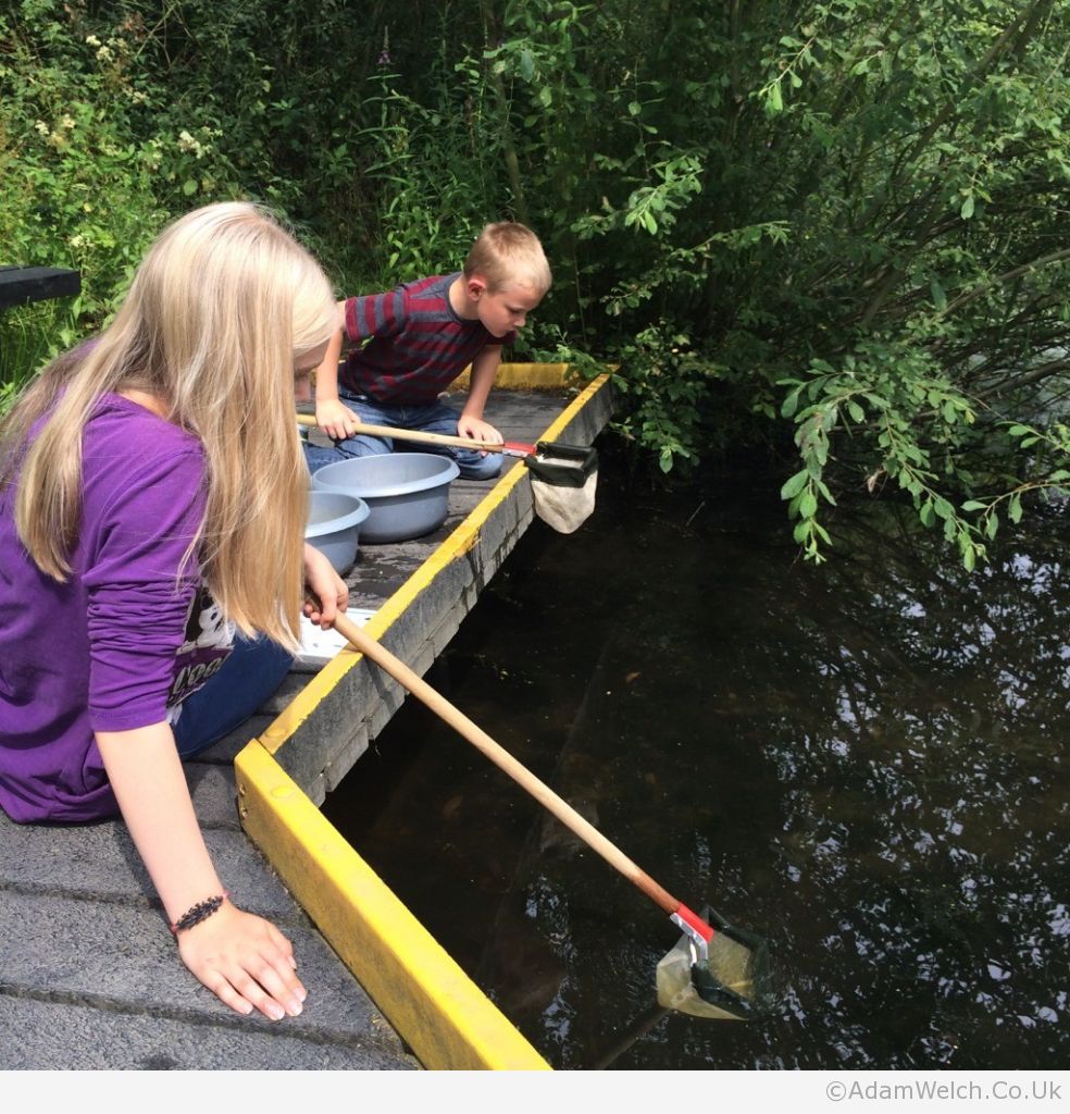 Pond dipping.