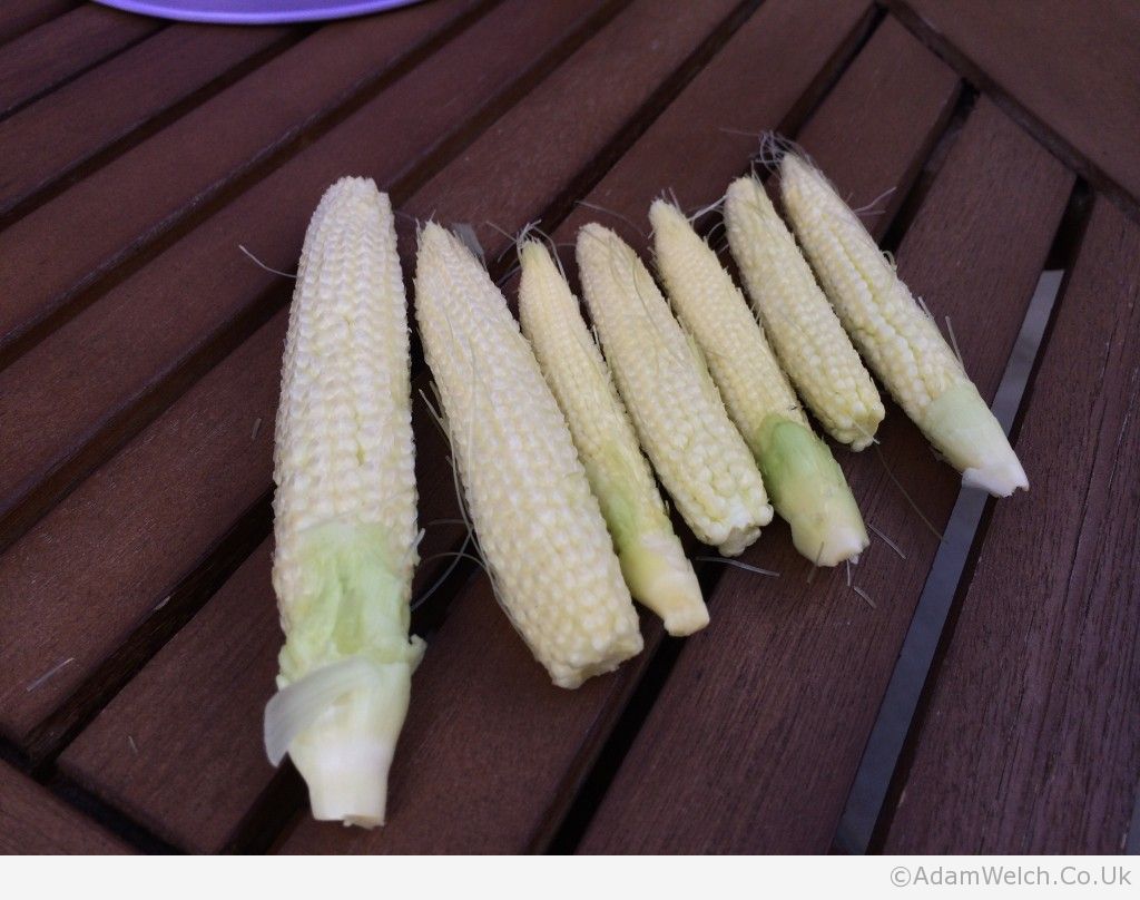 Despite minimal input from us our garden has produced baby corn!