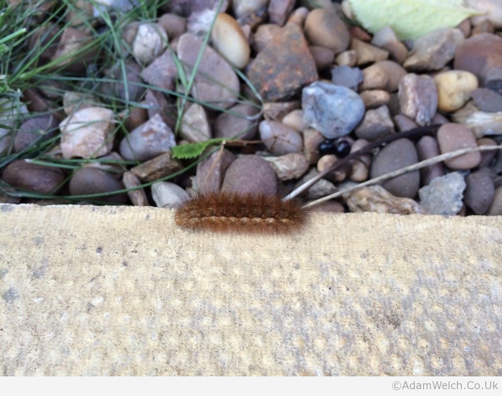 Kind of ginger and definitely hairy. Remind you of anyone? What will it become?