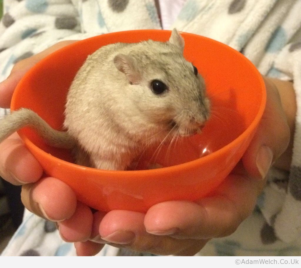 Gerbil soup.